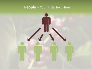 Coffee Bean Red PowerPoint Template