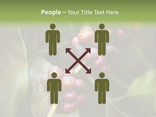 Coffee Bean Red PowerPoint Template