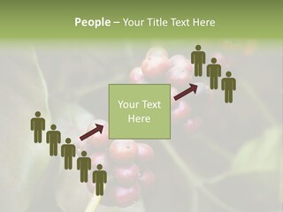 Coffee Bean Red PowerPoint Template