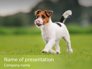 Grass Purebred Garden PowerPoint Template