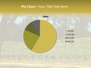 Agriculture Sunlight Wine PowerPoint Template