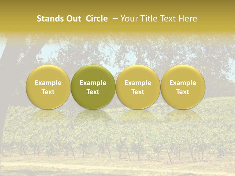 Agriculture Sunlight Wine PowerPoint Template