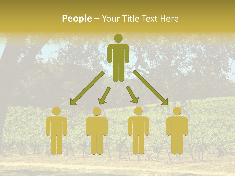 Agriculture Sunlight Wine PowerPoint Template