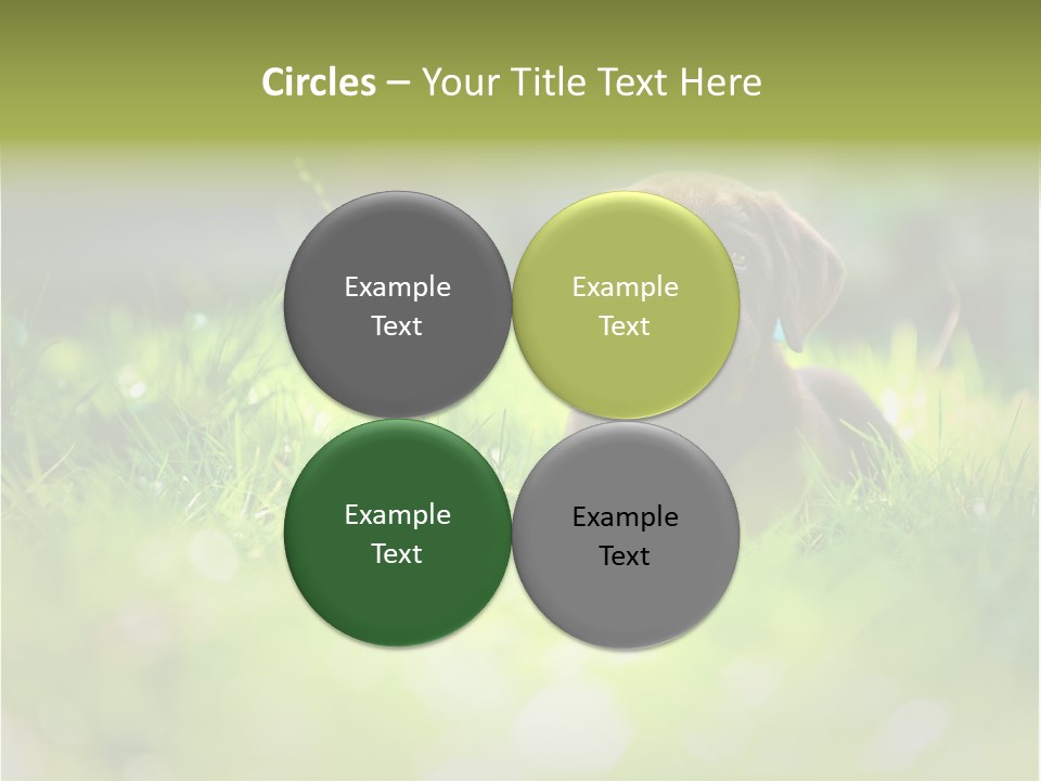 Chocolate Lawn Young PowerPoint Template