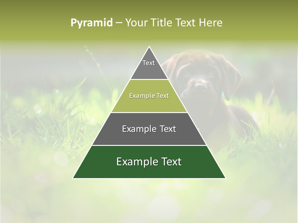 Chocolate Lawn Young PowerPoint Template