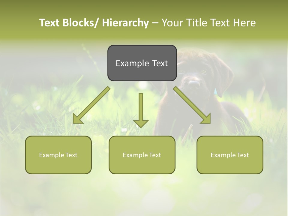 Chocolate Lawn Young PowerPoint Template