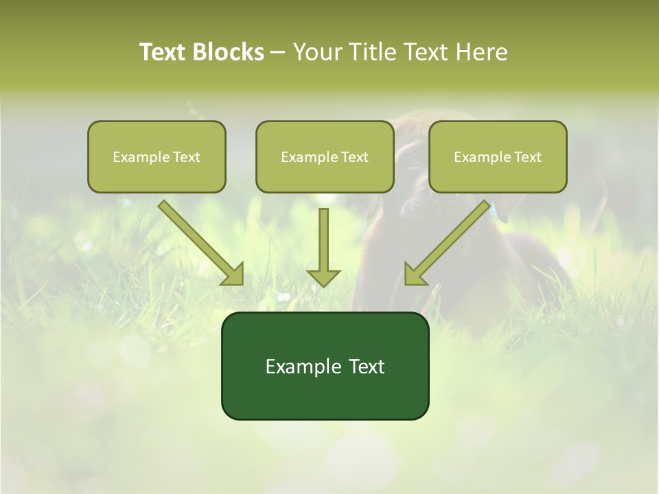 Chocolate Lawn Young PowerPoint Template