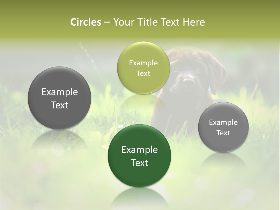 Chocolate Lawn Young PowerPoint Template