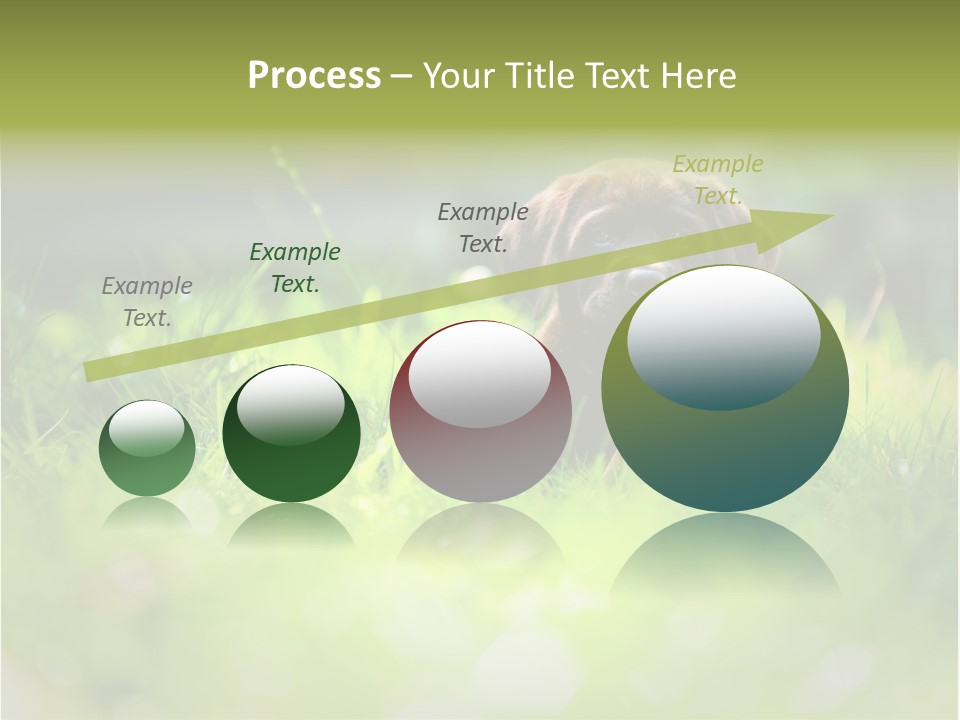 Chocolate Lawn Young PowerPoint Template