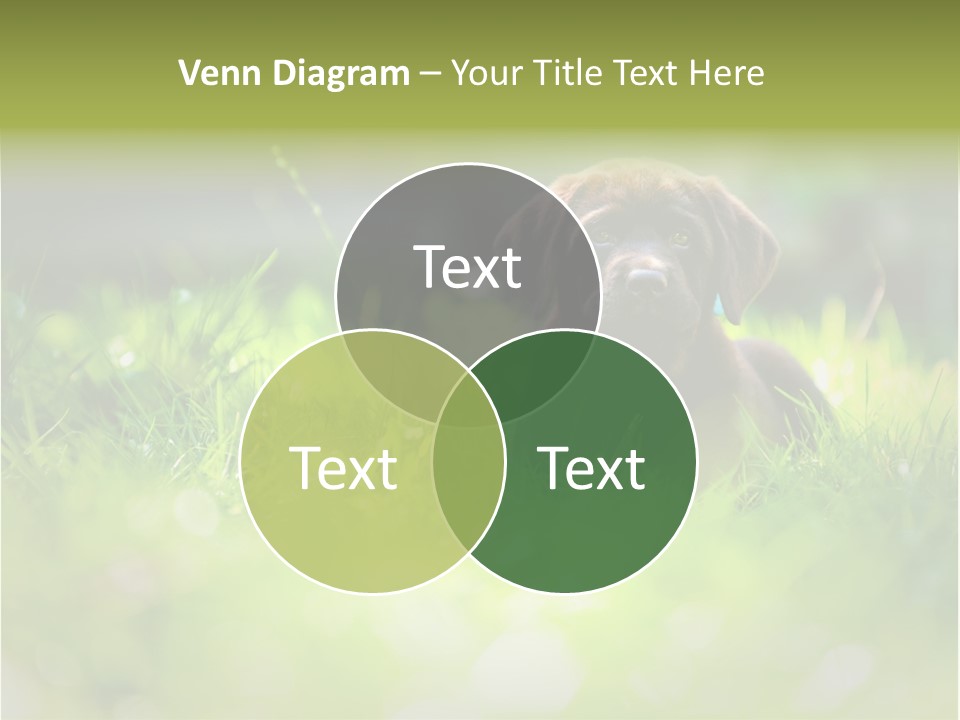 Chocolate Lawn Young PowerPoint Template