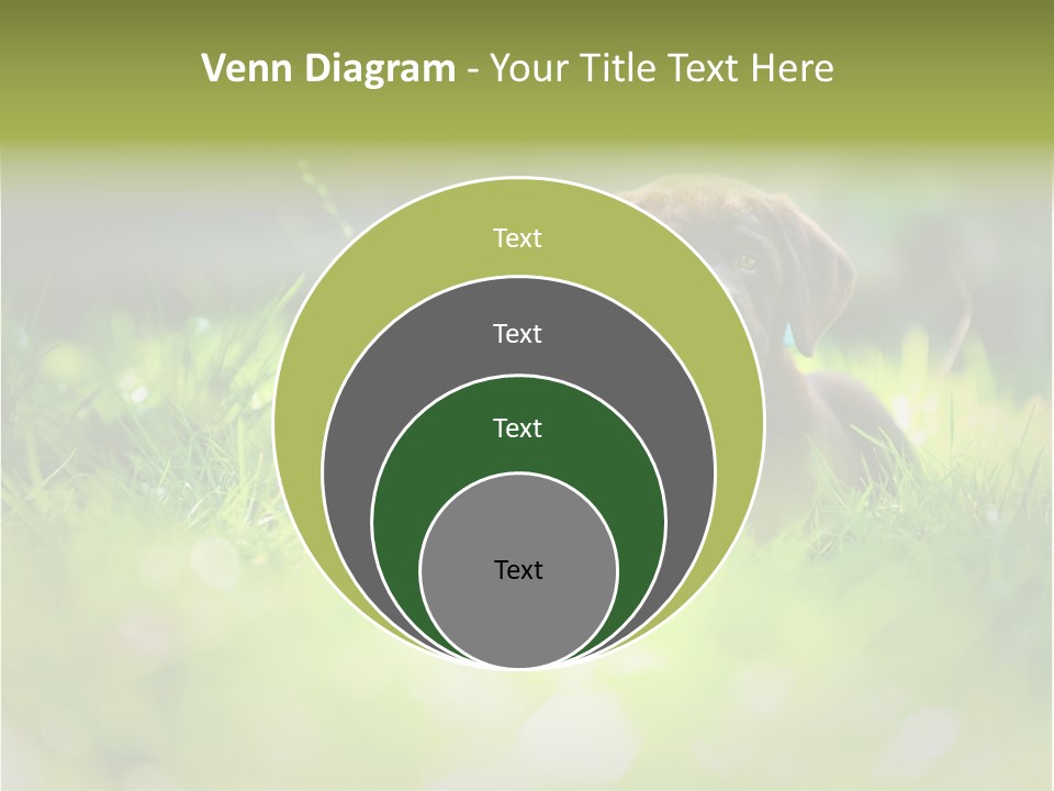 Chocolate Lawn Young PowerPoint Template
