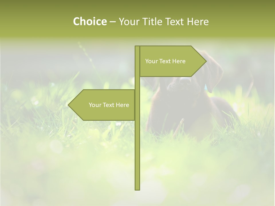 Chocolate Lawn Young PowerPoint Template