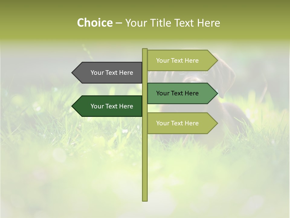 Chocolate Lawn Young PowerPoint Template