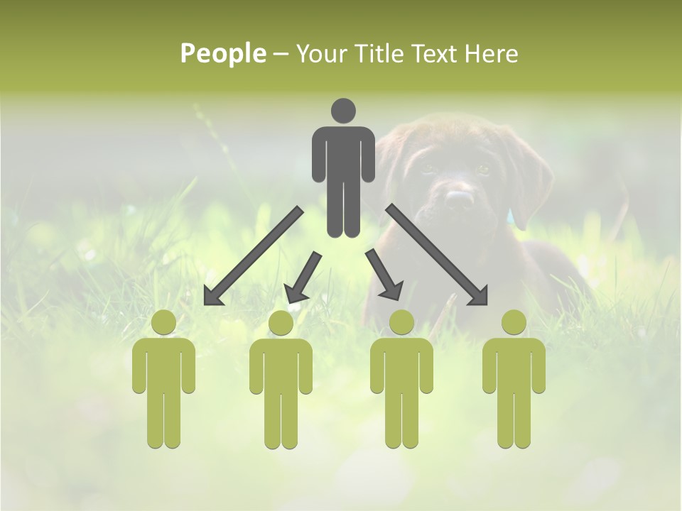 Chocolate Lawn Young PowerPoint Template