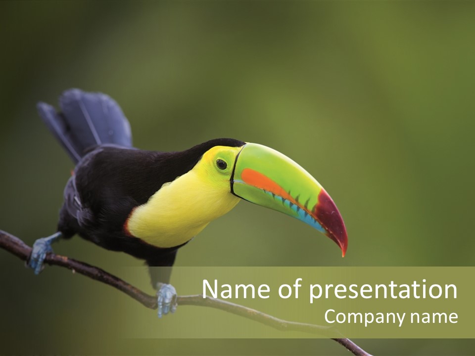 Outdoors Nicaragua Rainforest PowerPoint Template