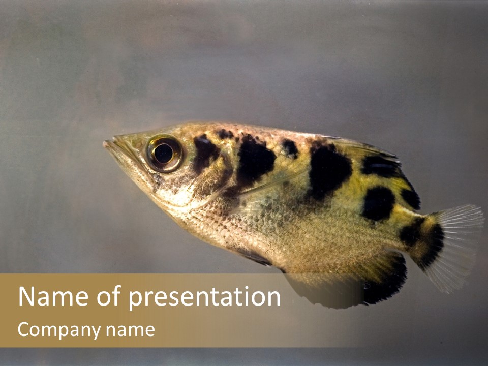 A Black And Yellow Fish Is In The Water PowerPoint Template