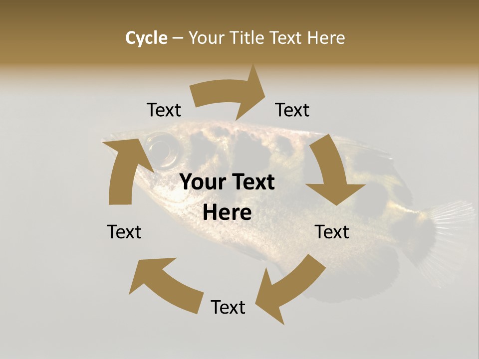 A Black And Yellow Fish Is In The Water PowerPoint Template