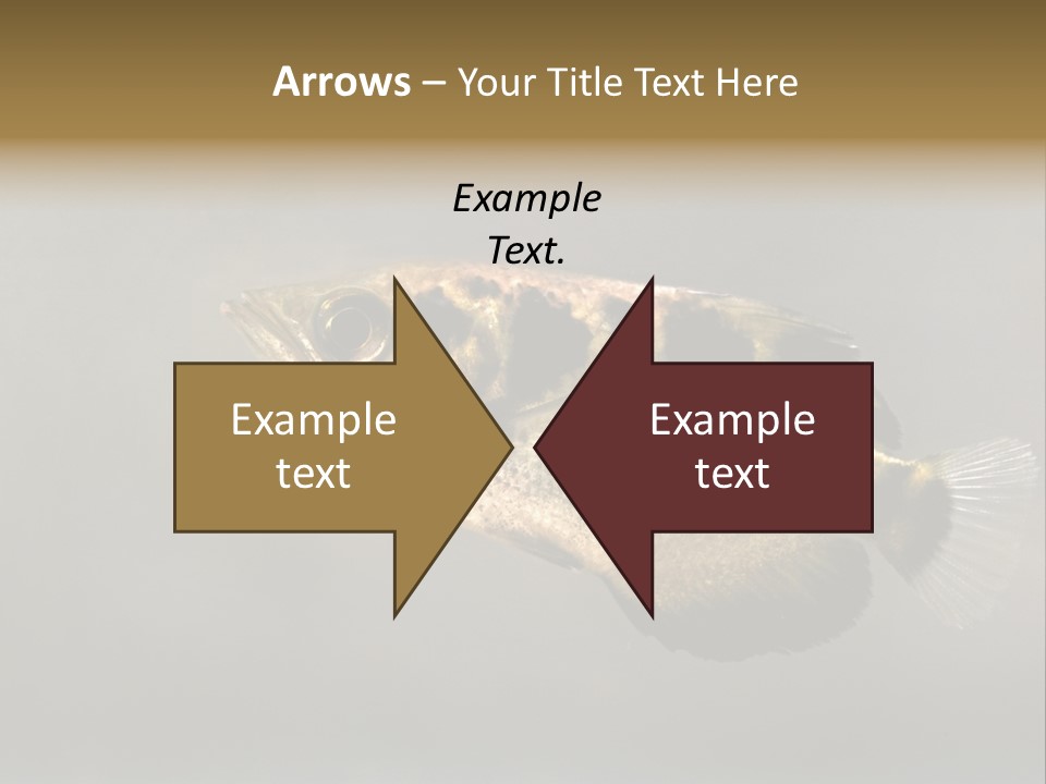 A Black And Yellow Fish Is In The Water PowerPoint Template