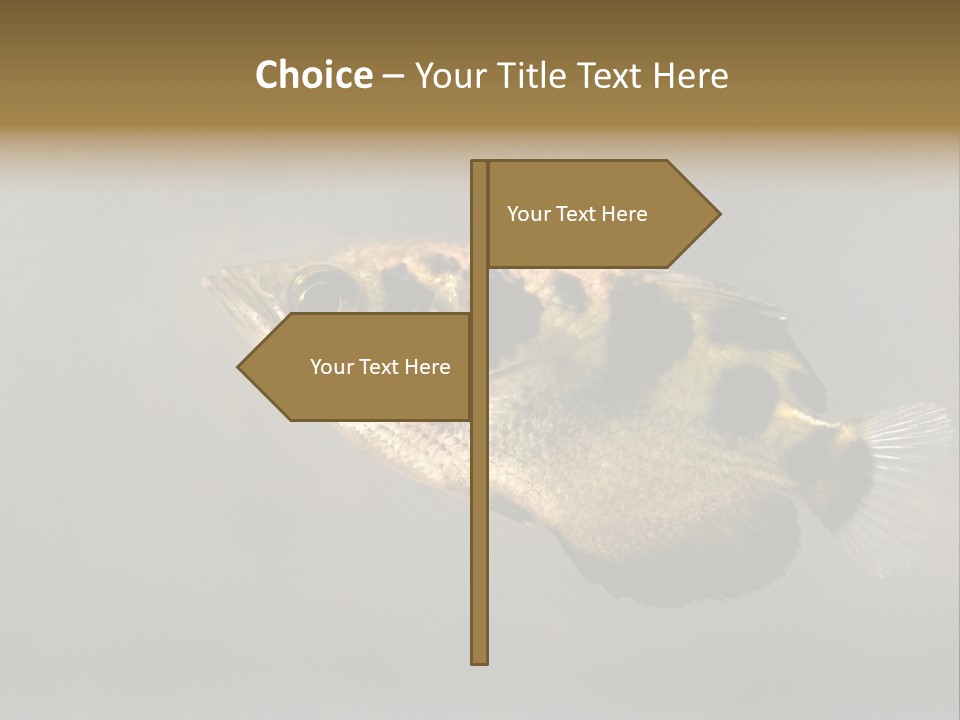 A Black And Yellow Fish Is In The Water PowerPoint Template