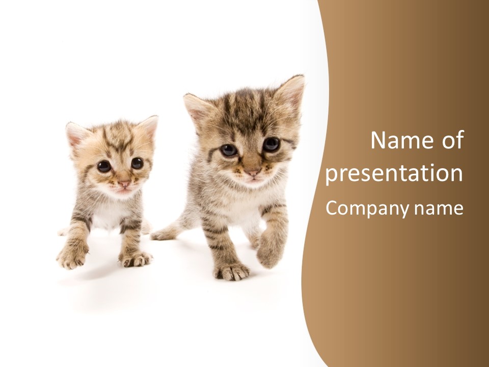 Sweet Furry Isolated PowerPoint Template