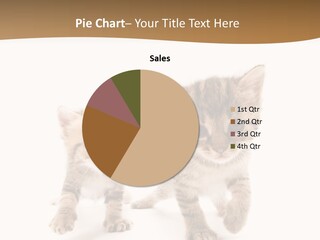 Sweet Furry Isolated PowerPoint Template