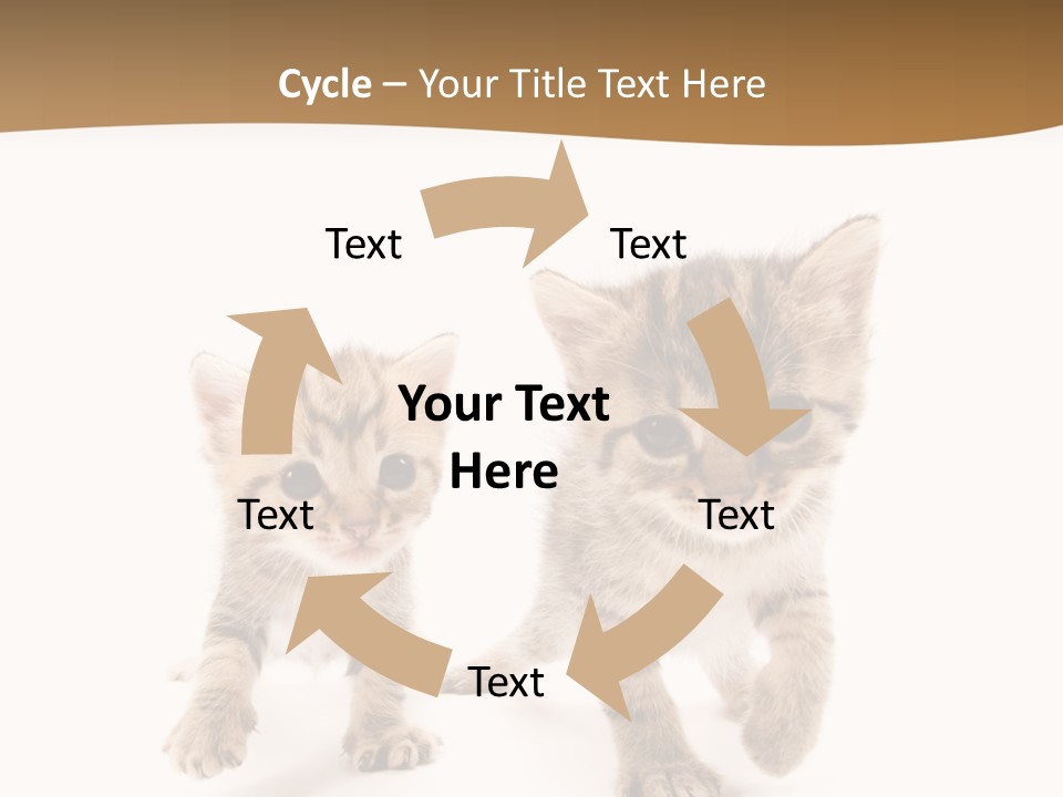 Sweet Furry Isolated PowerPoint Template