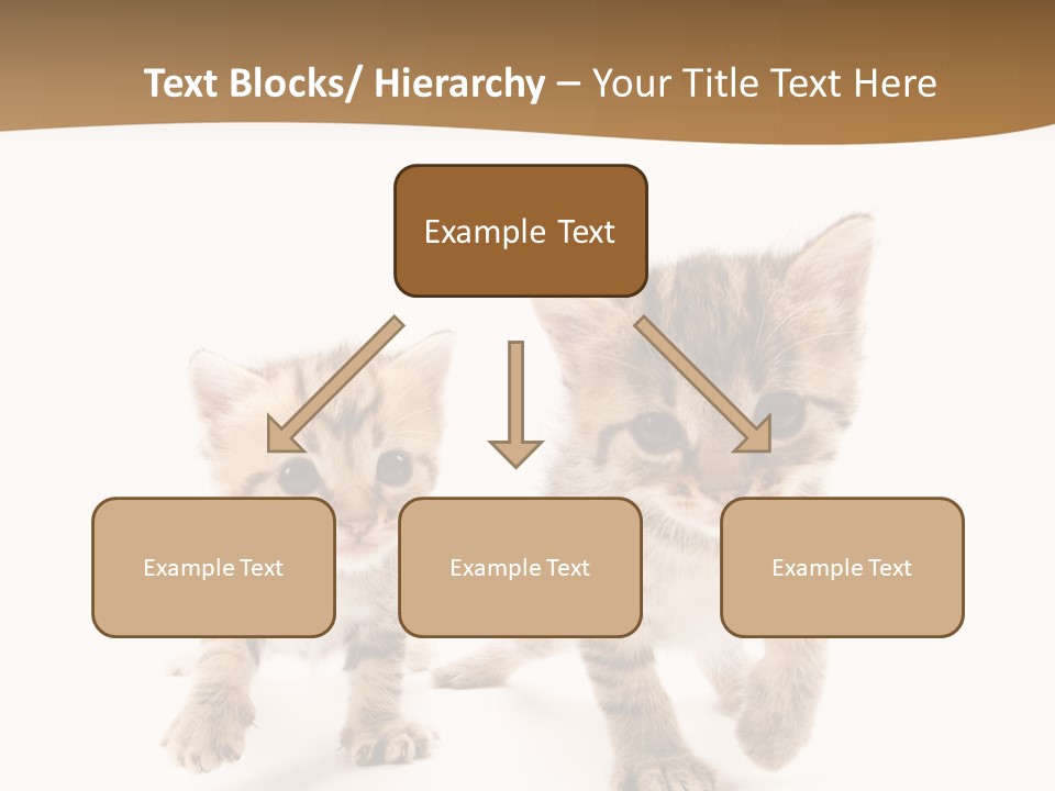Sweet Furry Isolated PowerPoint Template