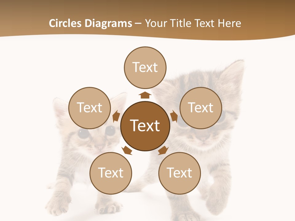 Sweet Furry Isolated PowerPoint Template