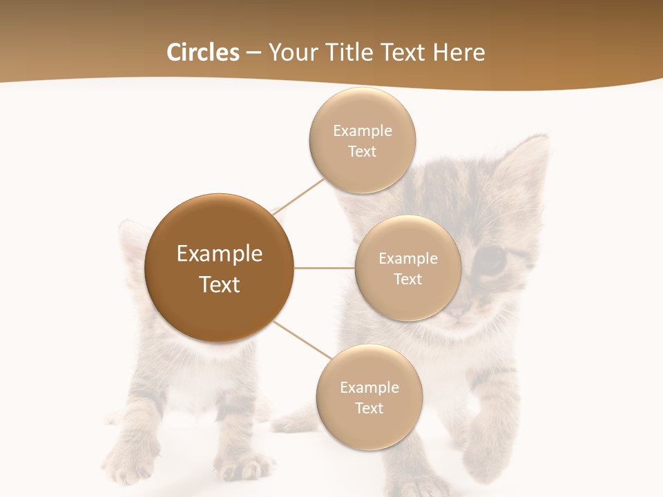 Sweet Furry Isolated PowerPoint Template