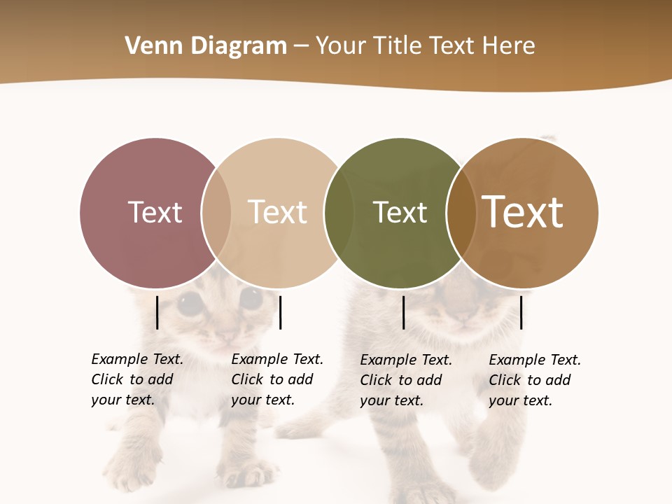 Sweet Furry Isolated PowerPoint Template