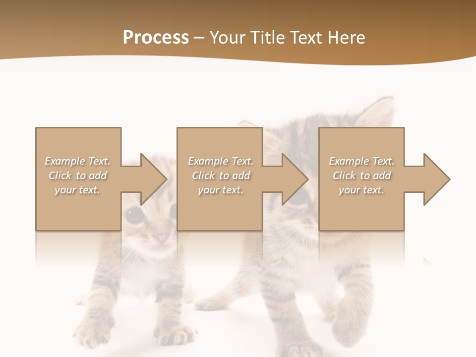 Sweet Furry Isolated PowerPoint Template