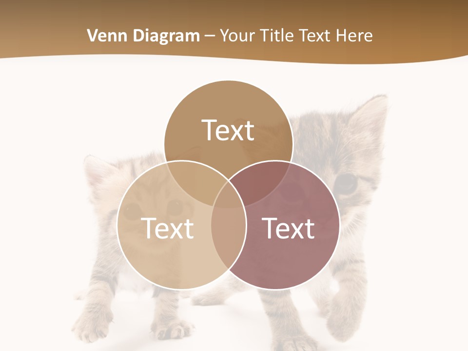 Sweet Furry Isolated PowerPoint Template