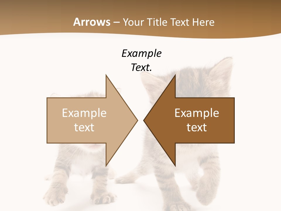 Sweet Furry Isolated PowerPoint Template