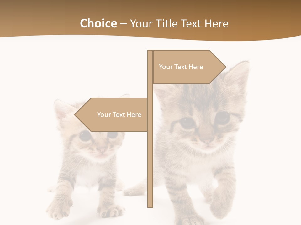 Sweet Furry Isolated PowerPoint Template
