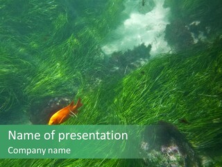 Kelp Sun Reef PowerPoint Template