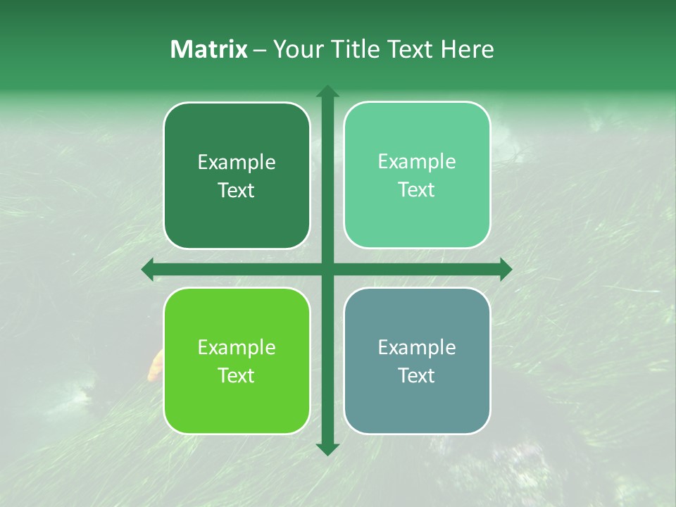 Kelp Sun Reef PowerPoint Template