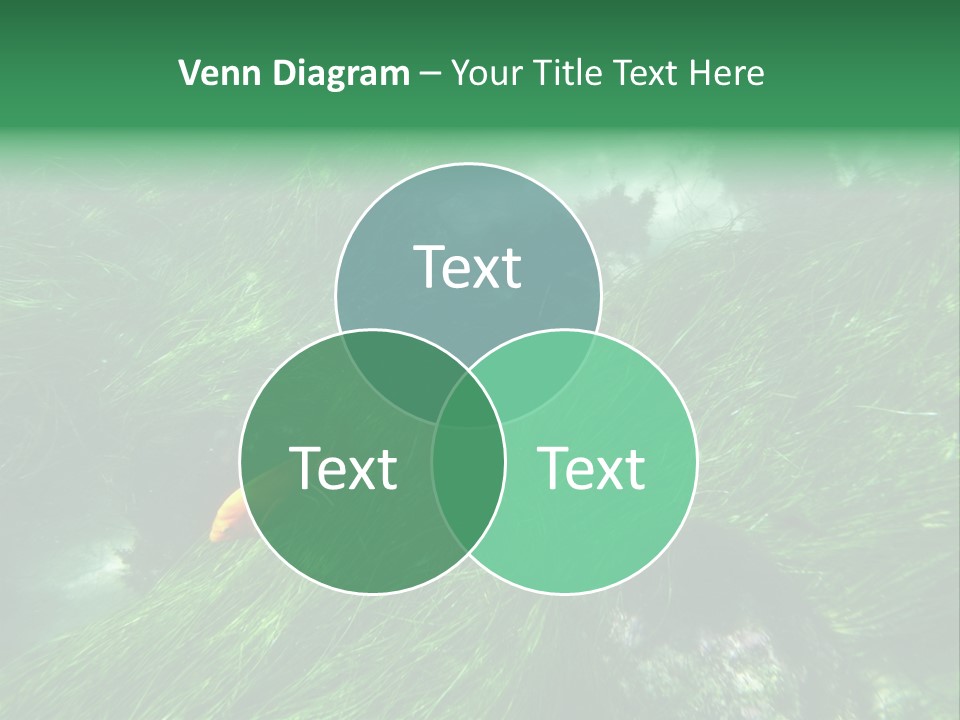 Kelp Sun Reef PowerPoint Template