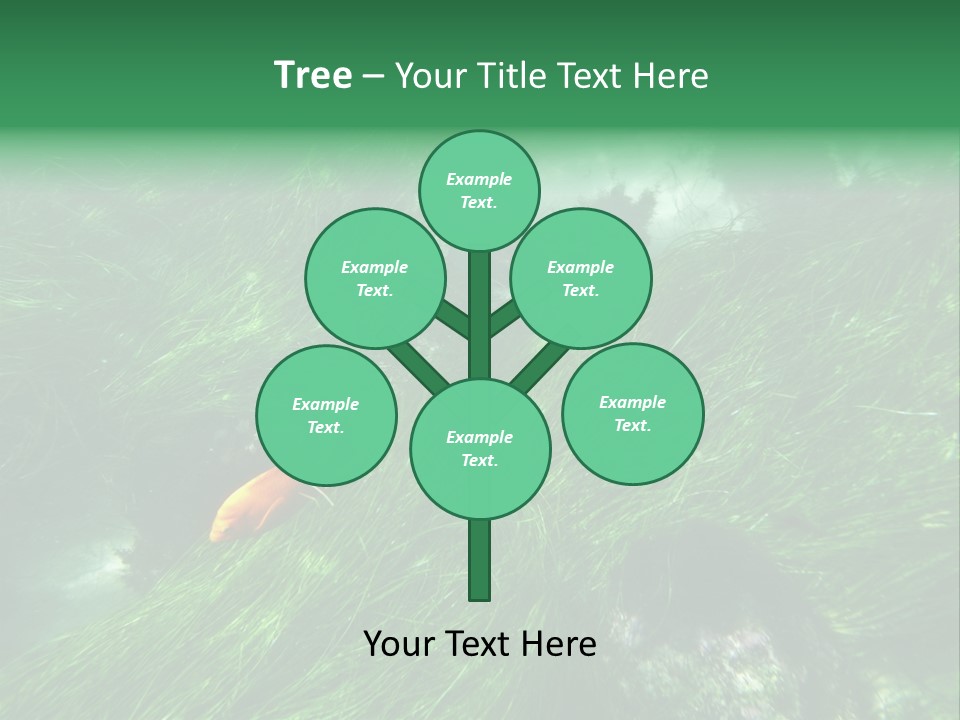 Kelp Sun Reef PowerPoint Template