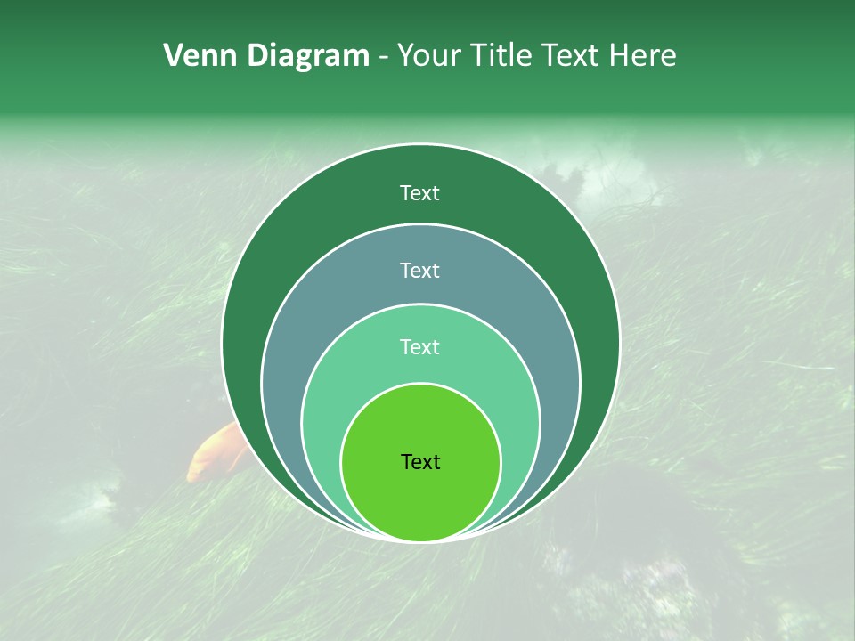 Kelp Sun Reef PowerPoint Template