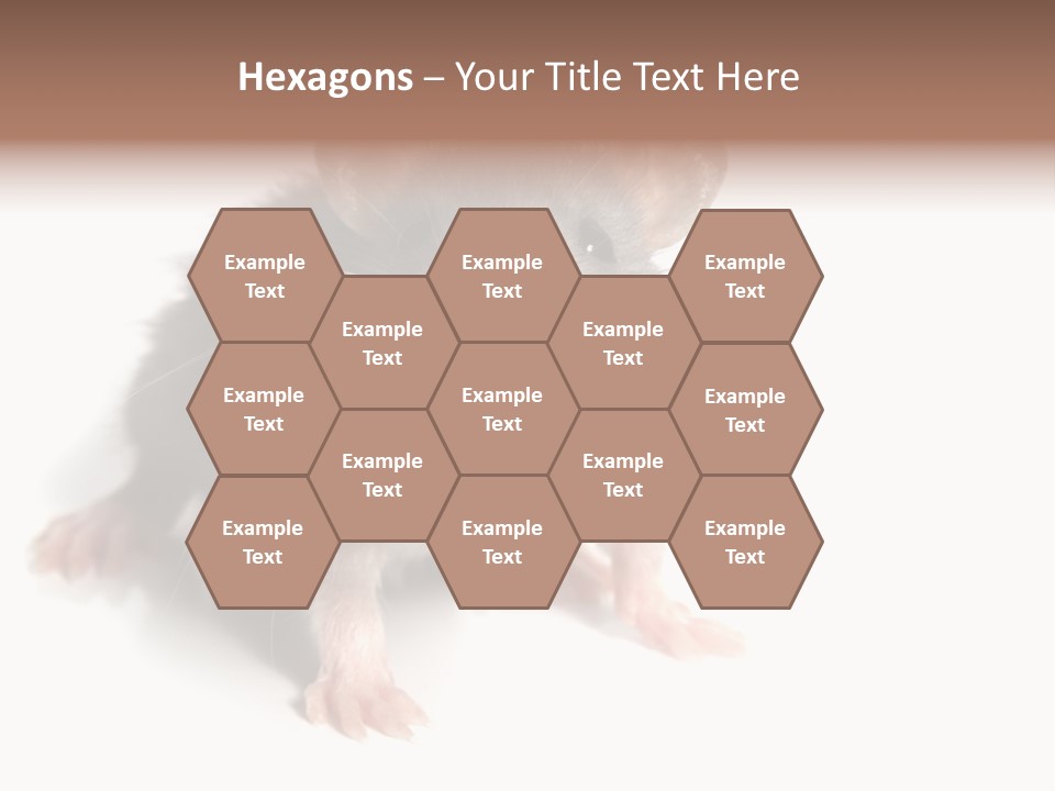 Background Tail Fluffy PowerPoint Template