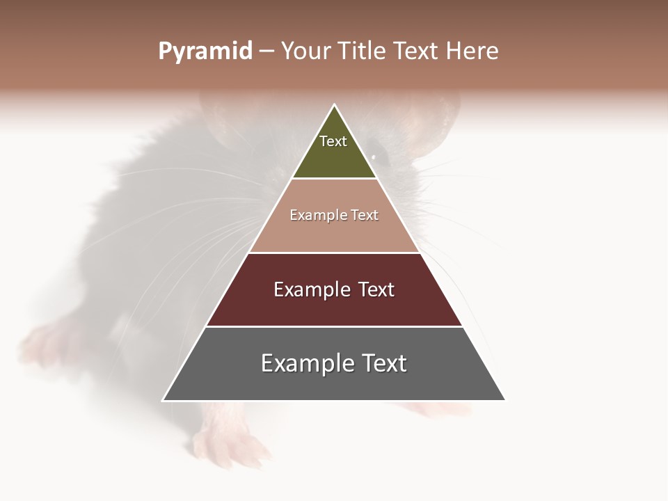 Background Tail Fluffy PowerPoint Template