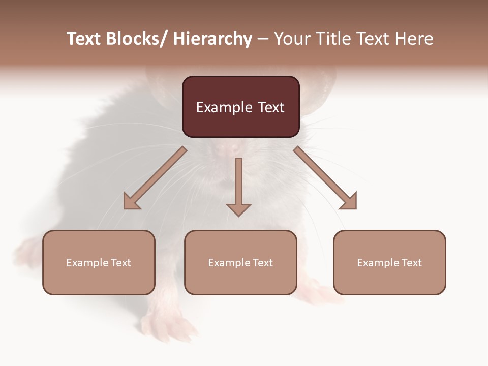 Background Tail Fluffy PowerPoint Template