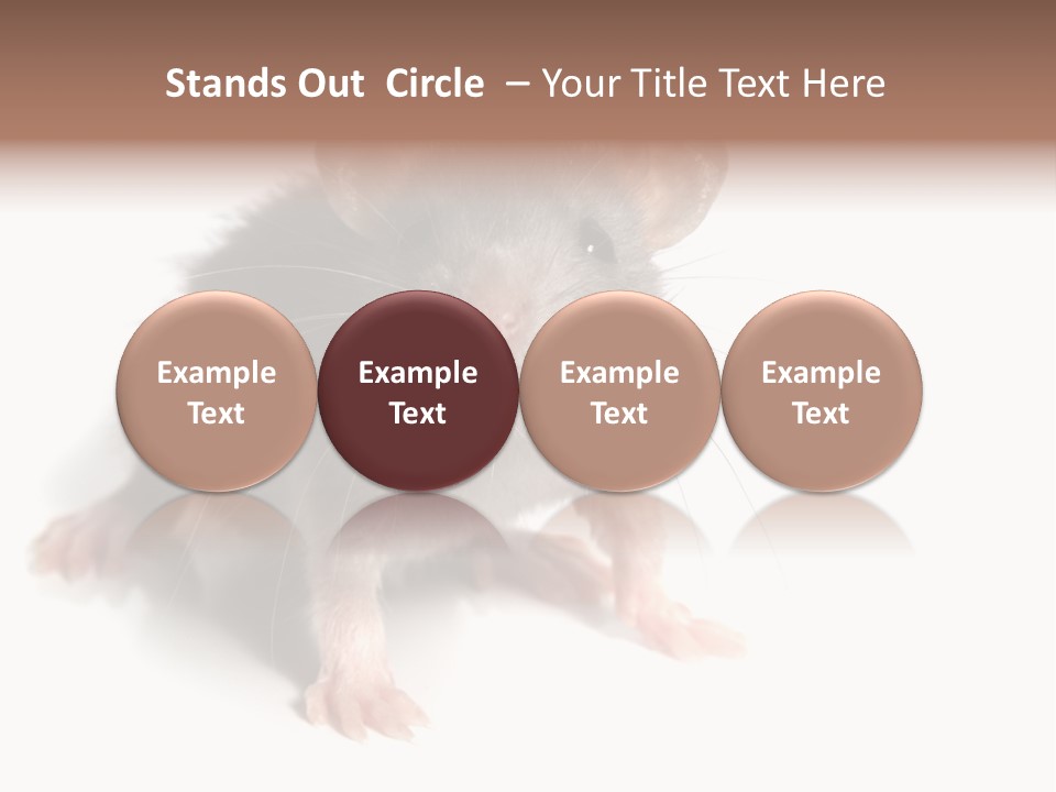 Background Tail Fluffy PowerPoint Template