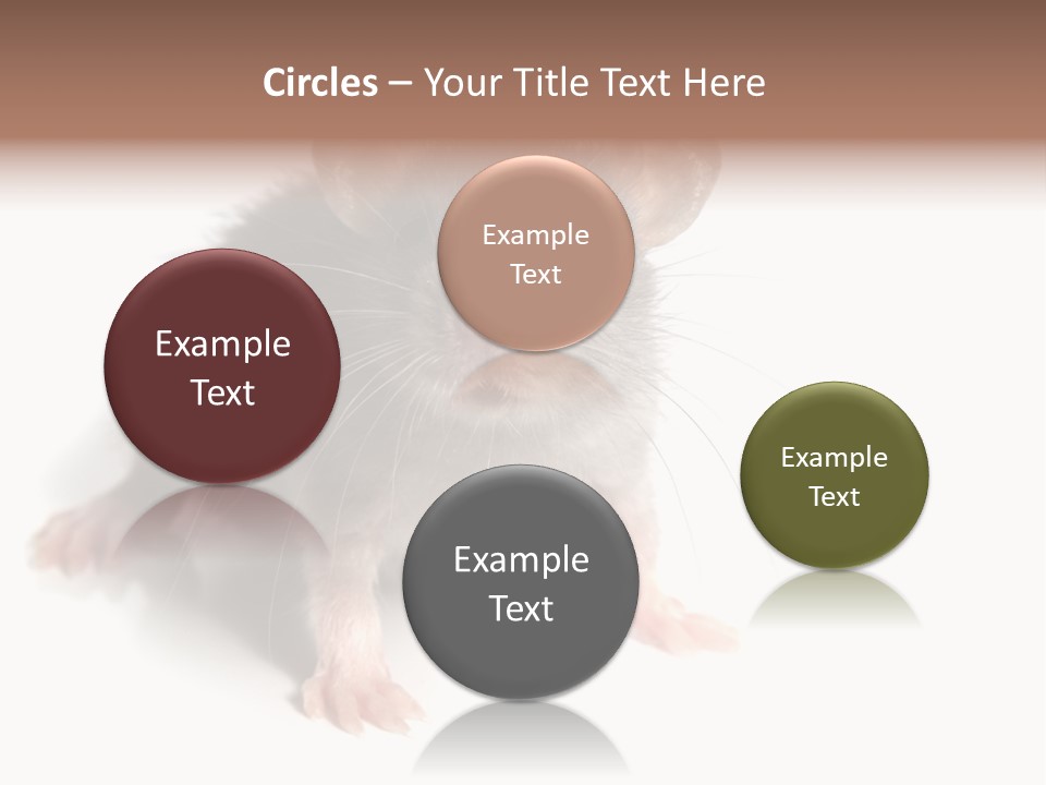 Background Tail Fluffy PowerPoint Template