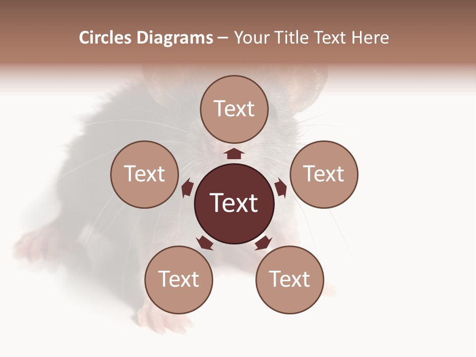 Background Tail Fluffy PowerPoint Template