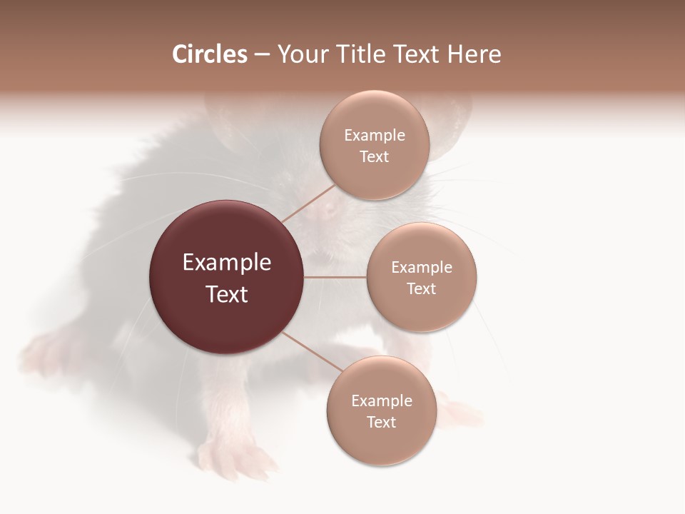 Background Tail Fluffy PowerPoint Template