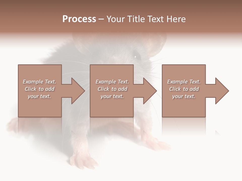 Background Tail Fluffy PowerPoint Template