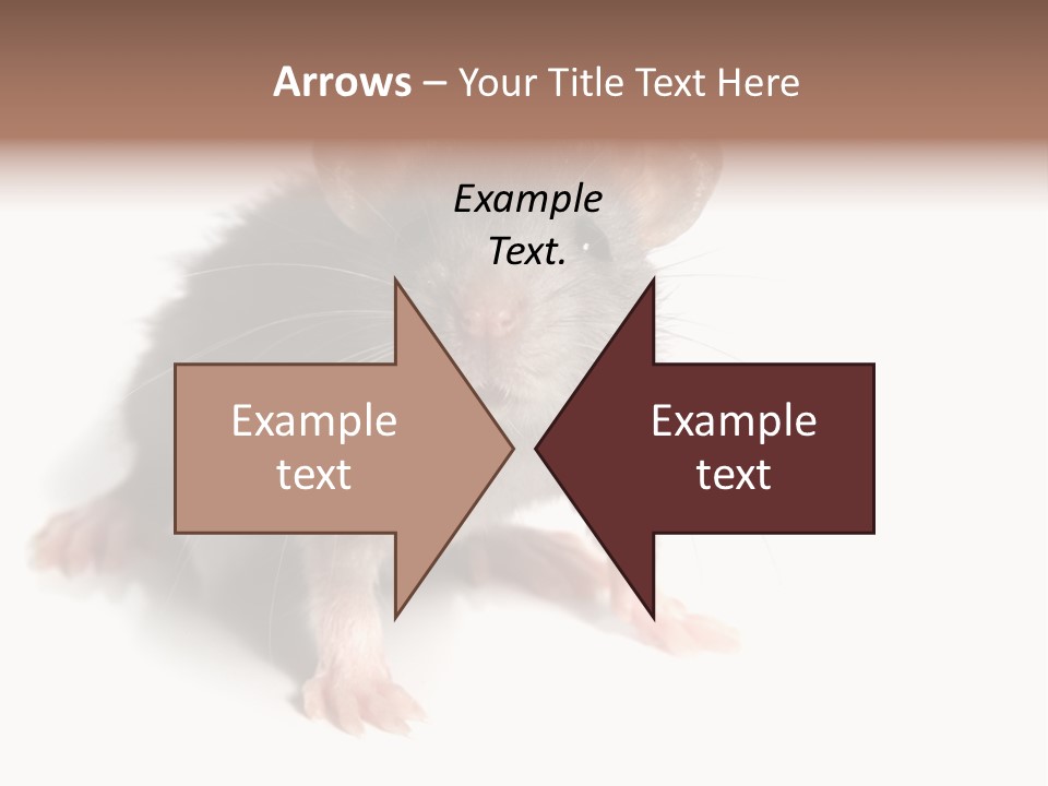 Background Tail Fluffy PowerPoint Template