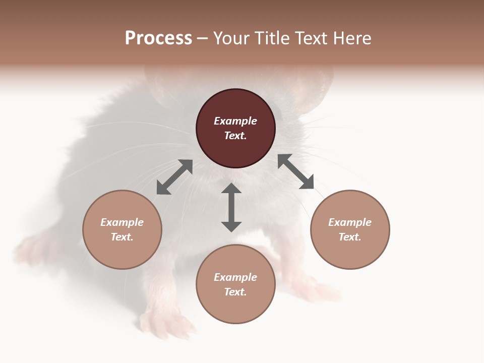 Background Tail Fluffy PowerPoint Template