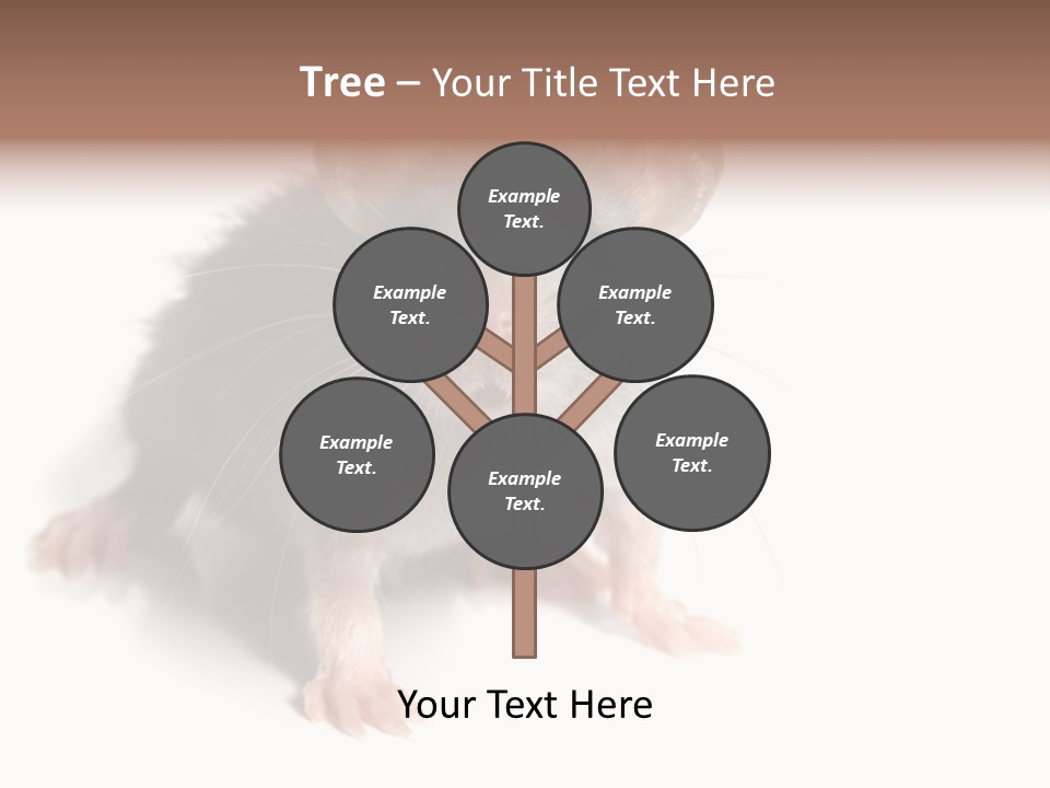 Background Tail Fluffy PowerPoint Template